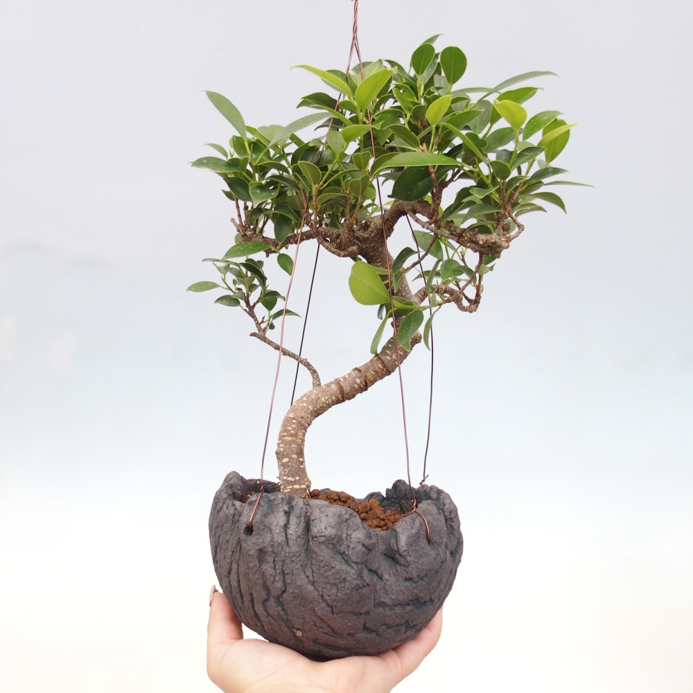 Kokedama v keramice - malolistý ficus - Ficus kimmen