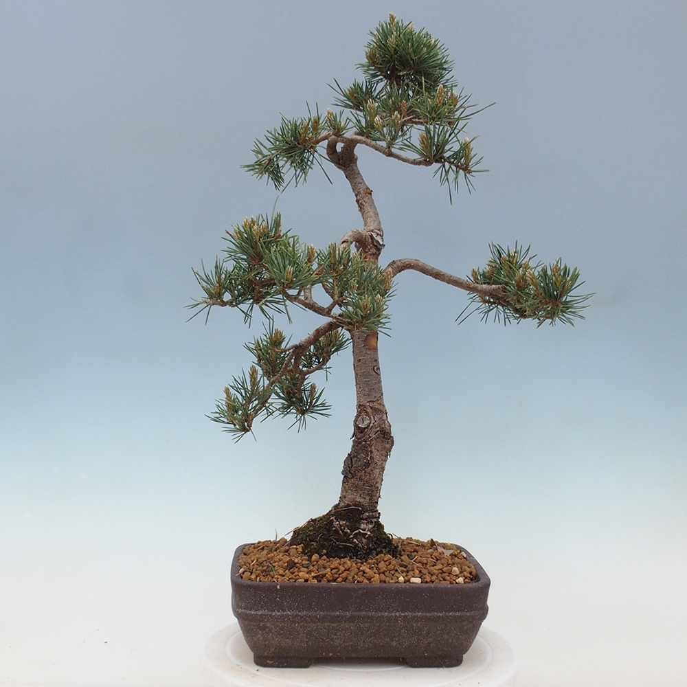 Venkovní bonsai - Pinus Sylvestris Watererri - Borovice lesní