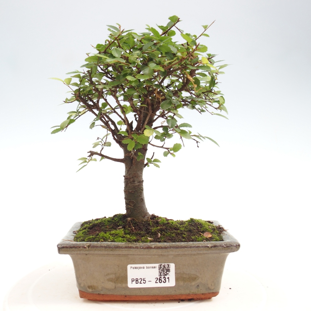 Pokojová bonsai - Ulmus parvifolia - Malolistý jilm