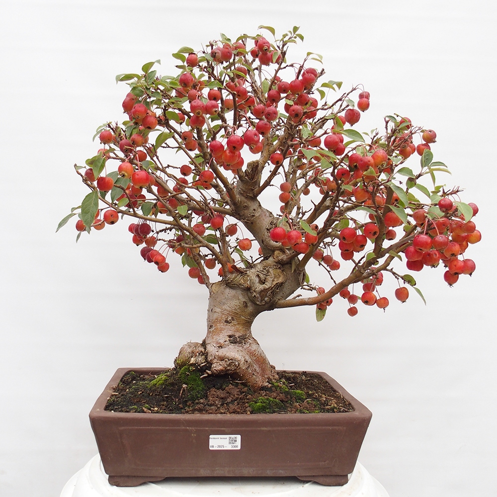 Venkovní bonsai -Malus halliana - Maloplodá jabloň