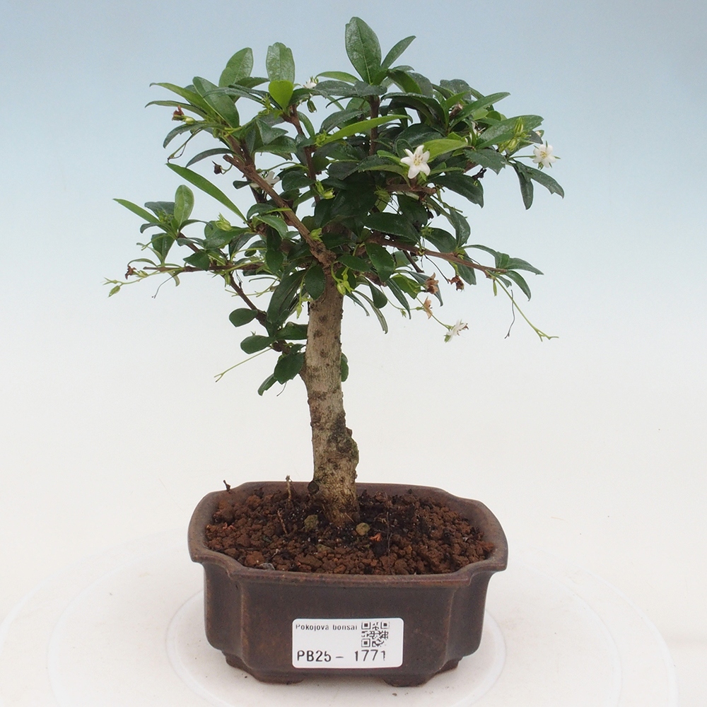 Pokojová bonsai - Carmona macrophylla - Čaj fuki