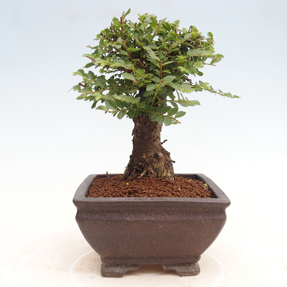 Venkovní bonsai - Ulmus parvifolia Hokkaido - jilm Činski