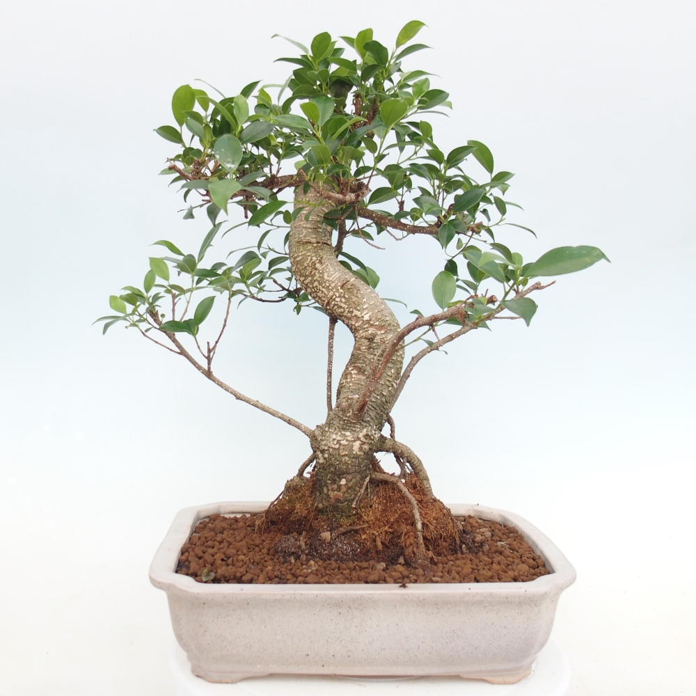 Pokojová bonsai - Ficus kimmen -  malolistý fíkus