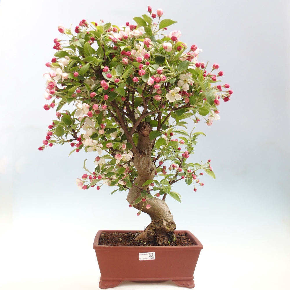 Venkovní bonsai -Malus halliana - Maloplodá jabloň