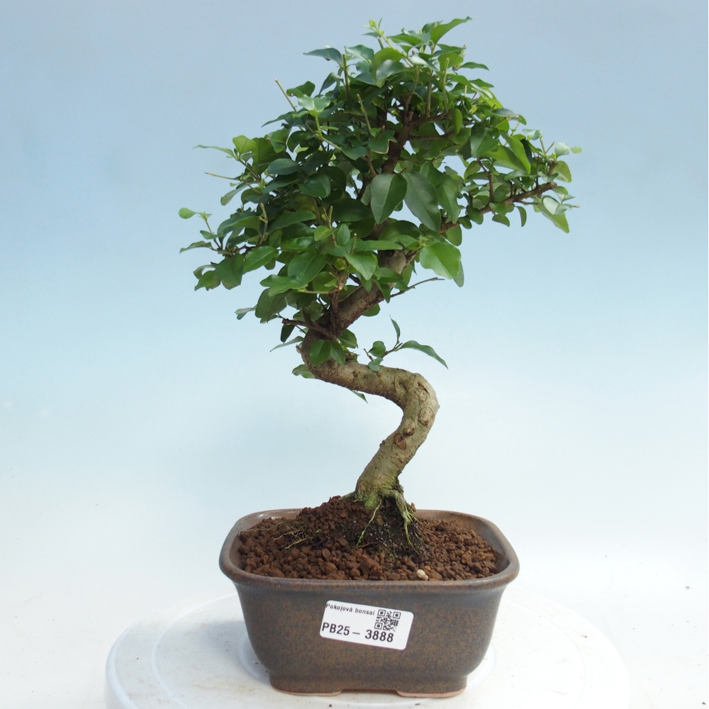 Pokojová bonsai -Ligustrum chinensis - Ptačí zob