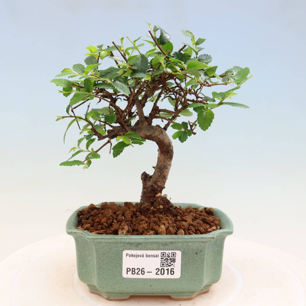 Pokojová bonsai - Ulmus parvifolia - Malolistý jilm