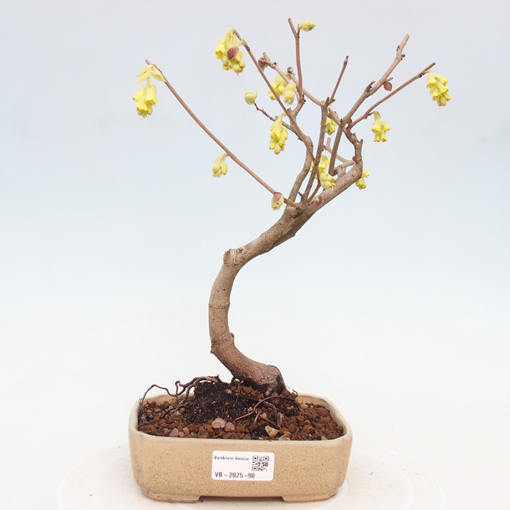 Venkovní bonsai - Lískoveček - Corylopsis Spicata
