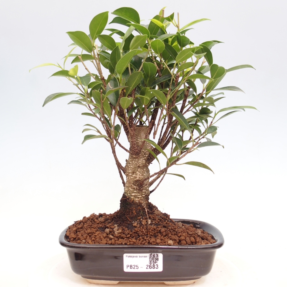Pokojová bonsai - Ficus retusa -  malolistý fíkus