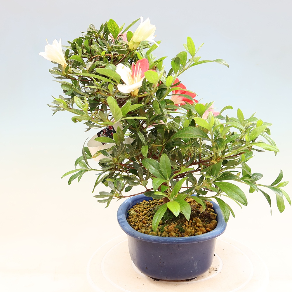 Venkovní bonsai - Japonská azalka - Azalea CHIHIRO