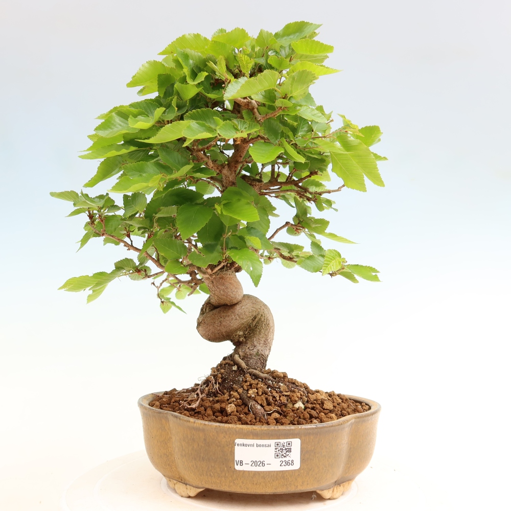 Venkovní bonsai -Carpinus coreana - Habr korejský