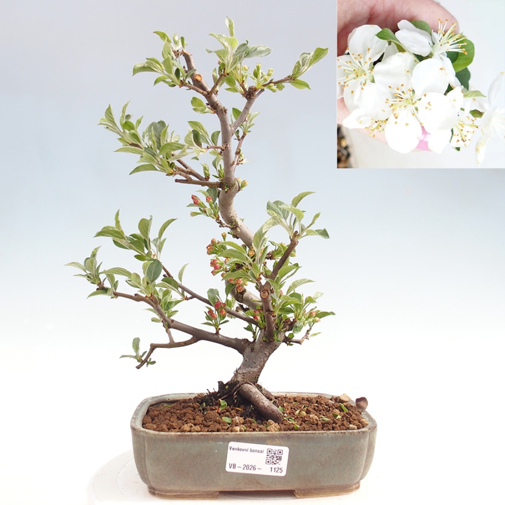 Venkovní bonsai - Malus sargentii -  Maloplodá jabloň