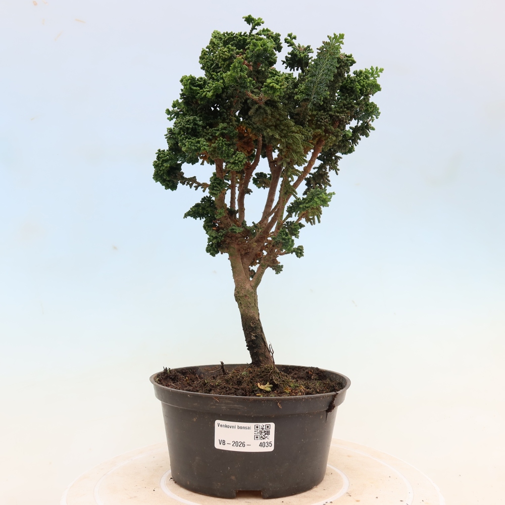 Venkovní bonsai - Cham. obtusa SEKKA HINOKI - Cypřišek