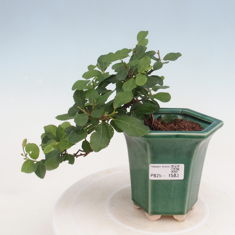 Pokojová bonsai - Grewia occidentalis - Hvězdice levandulová