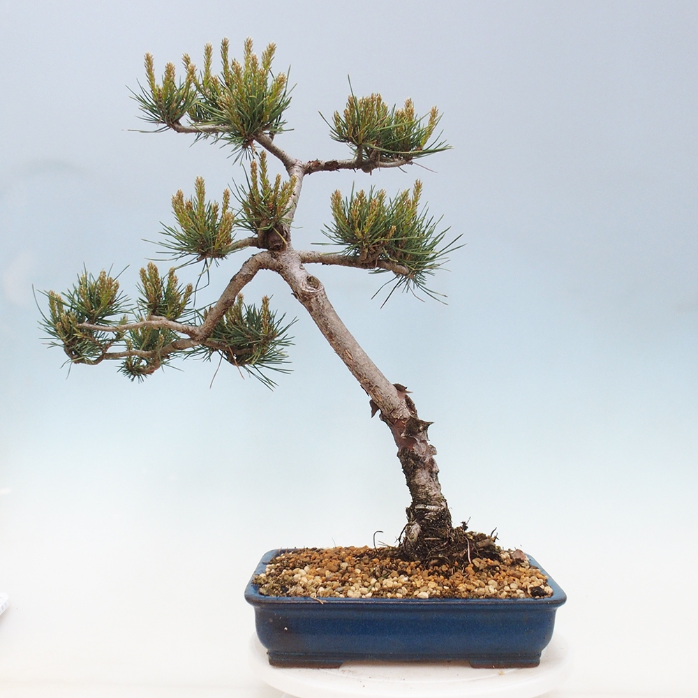 Venkovní bonsai - Pinus Sylvestris Watererri - Borovice lesní