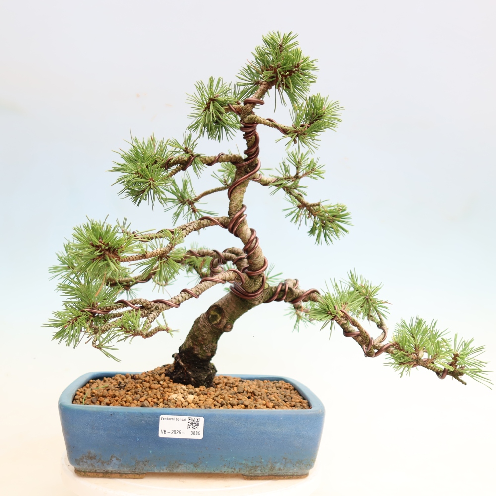 Venkovní bonsai - Pinus mugo Humpy  - Borovice kleč