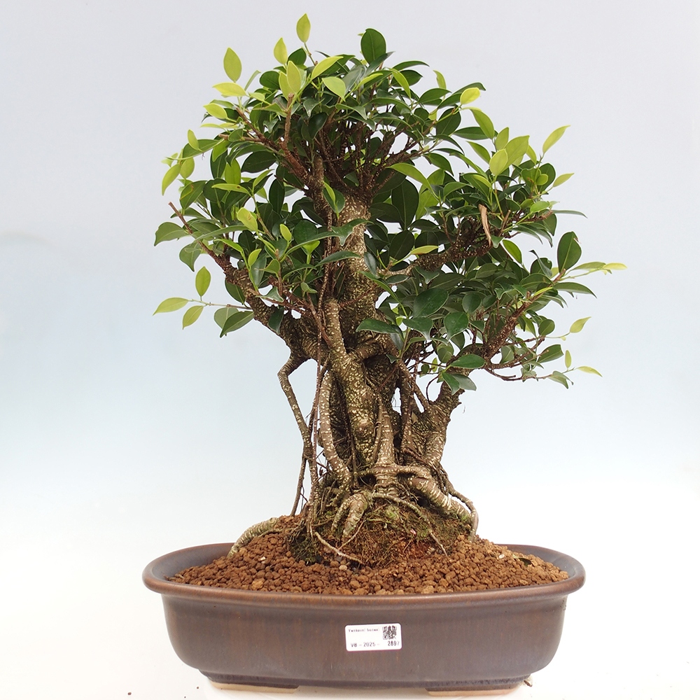 Pokojová bonsai - Ficus kimmen -  malolistý fíkus - POUZE OSOBNÍ ODBĚR nebo paletová přeprava