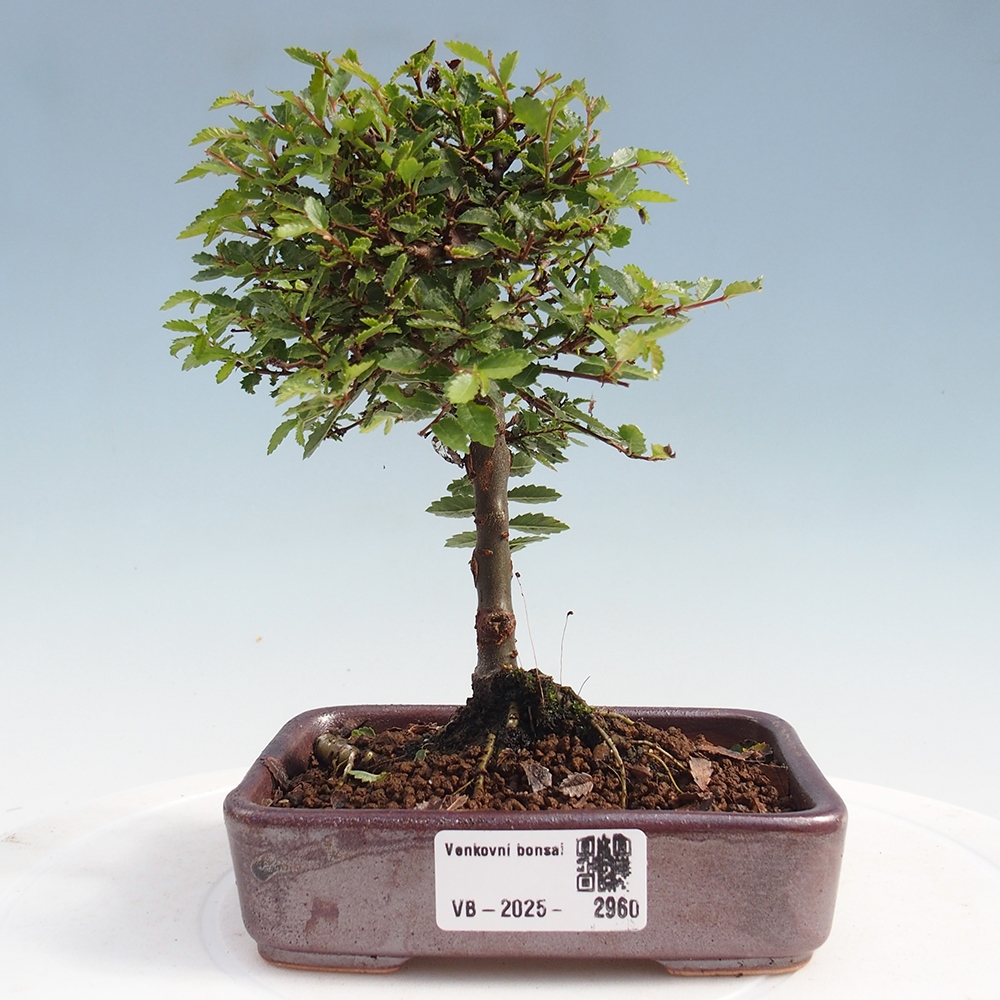 Venkovní bonsai - Ulmus parvifolia Sagei - Malolistý jilm