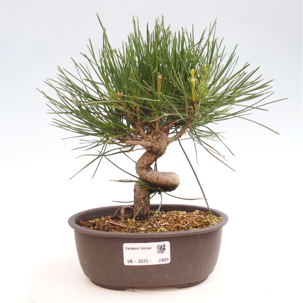 Venkovní bonsai - Pinus thunbergii - Borovice thunbergova
