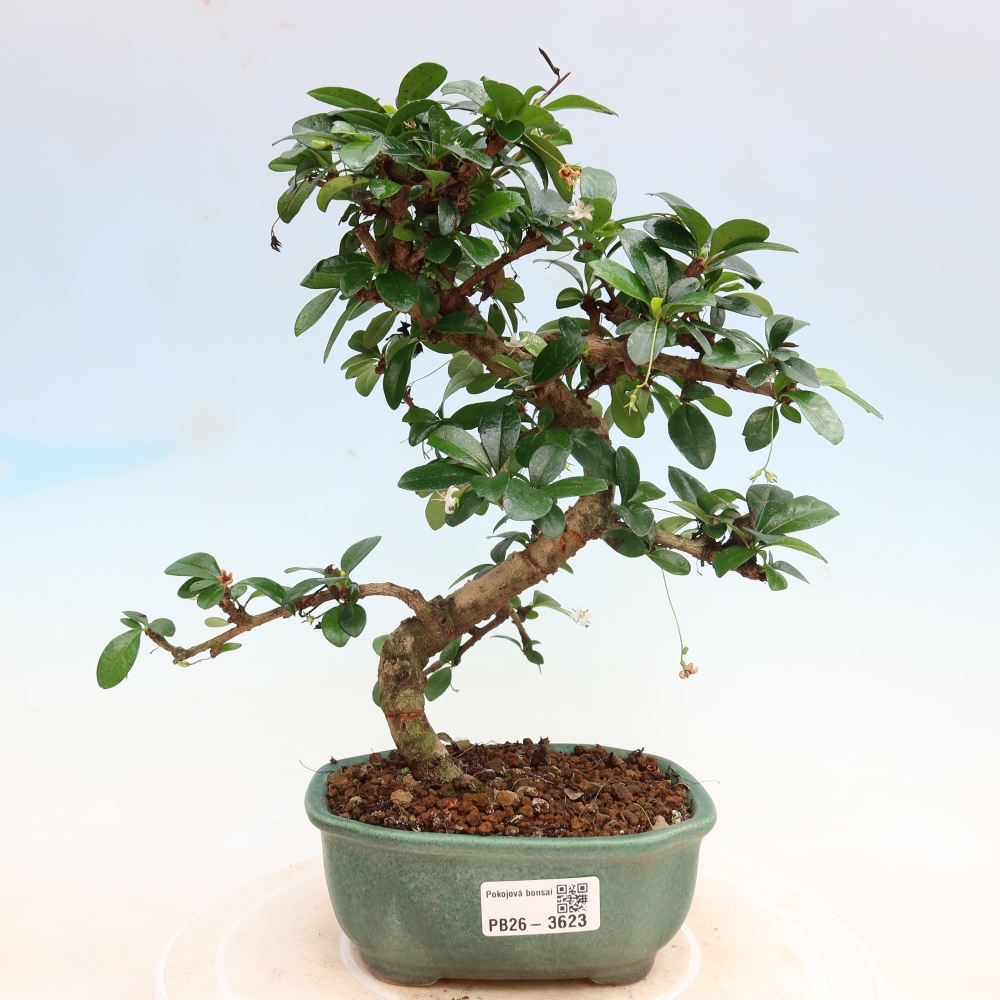 Pokojová bonsai - Carmona macrophylla - Čaj fuki