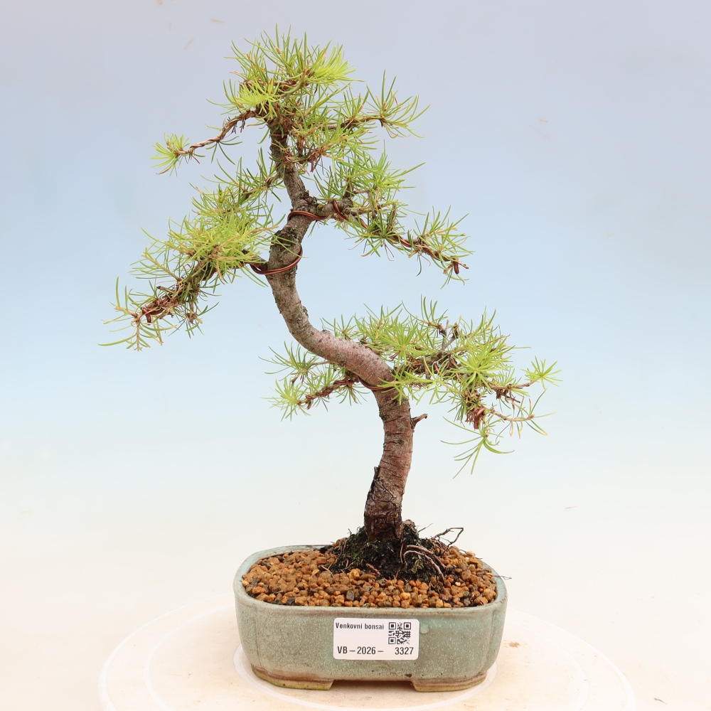 Venkovní bonsai -Larix decidua - Modřín opadavý 