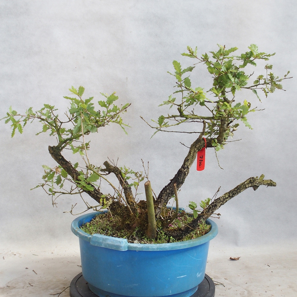 Venkovní bonsai Quercus Cerris - Dub Cer