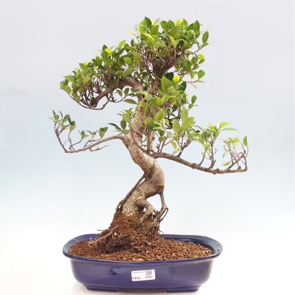 Pokojová bonsai - Ficus kimmen -  malolistý fíkus