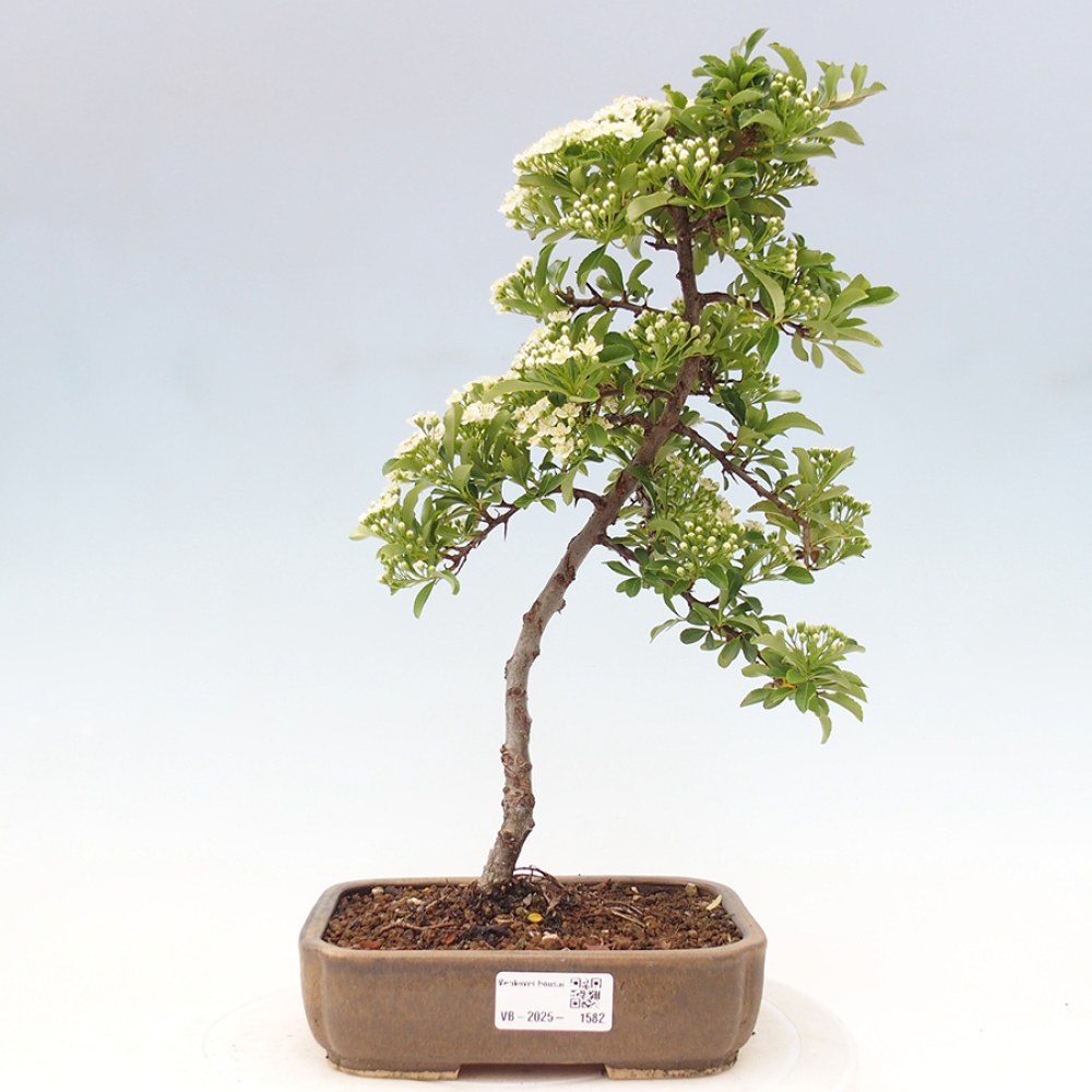 Venkovní bonsai-Pyracanta Teton -Hlohyně
