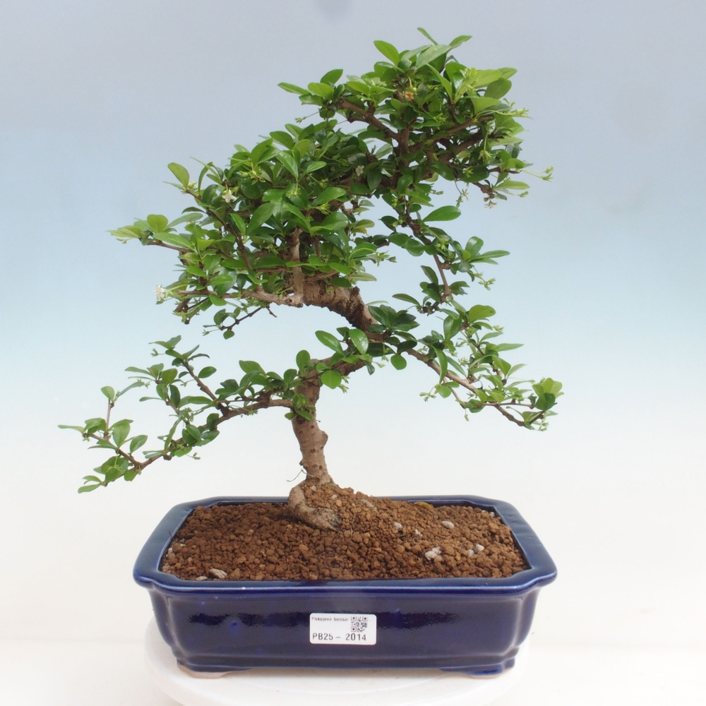 Pokojová bonsai - Carmona macrophylla - Čaj fuki