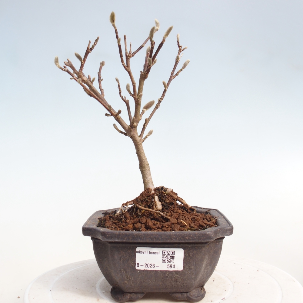 Venkovní bonsai - Magnolia stellata  -  Šácholán hvězdokvětý