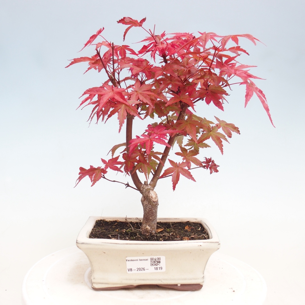 Venkovní bonsai - Javor dlanitolistý - Acer palmatum DESHOJO