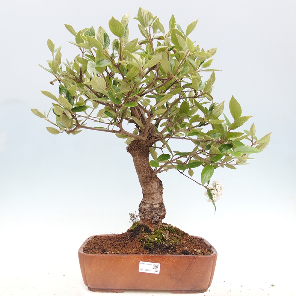 Venkovní bonsai-Kalina Bodnanská - Viburum carlesii hemsi