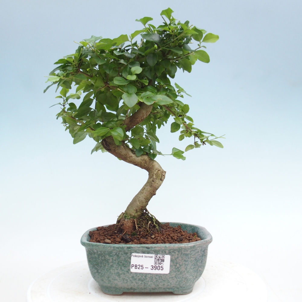 Pokojová bonsai -Ligustrum chinensis - Ptačí zob