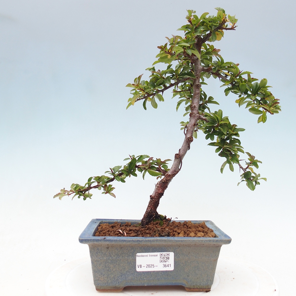 Venkovní bonsai-Pyracanta Teton -Hlohyně