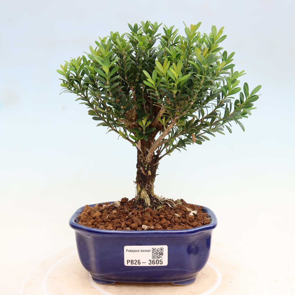 Pokojová bonsai - Buxus harlandii -korkový buxus