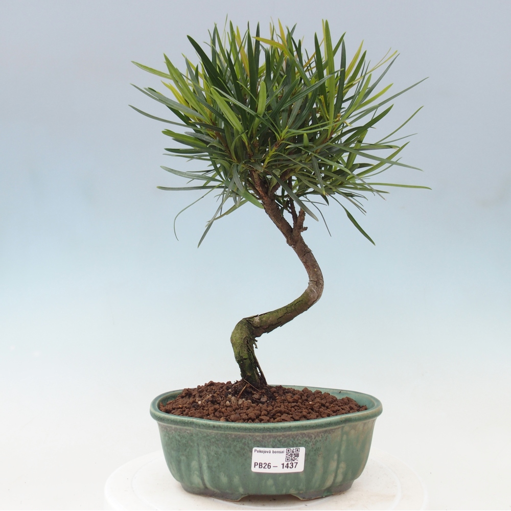 Pokojová bonsai - Podocarpus - Kamenný tis