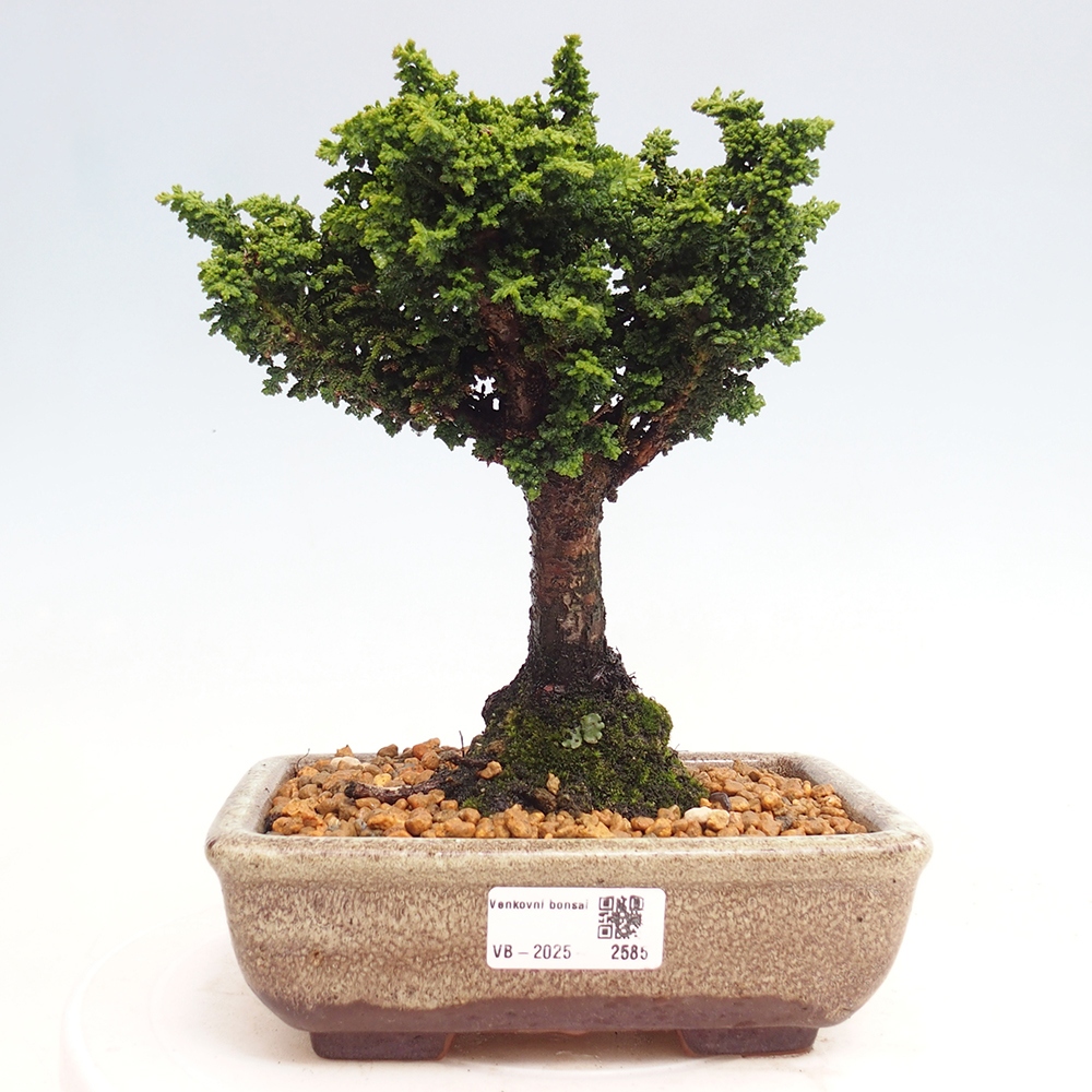 Venkovní bonsai - Cham. obtusa SEKKA HINOKI - Cypřišek