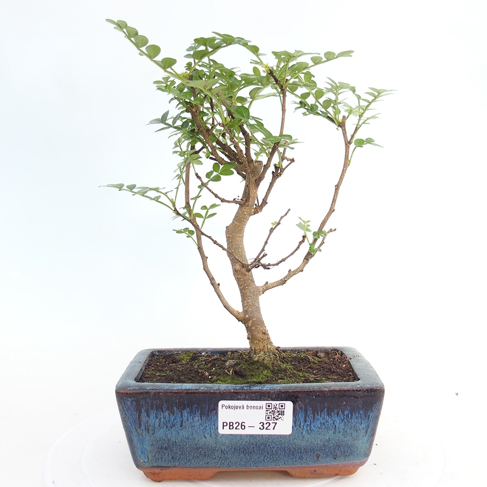 Pokojová bonsai - Zantoxylum piperitum - pepřovník