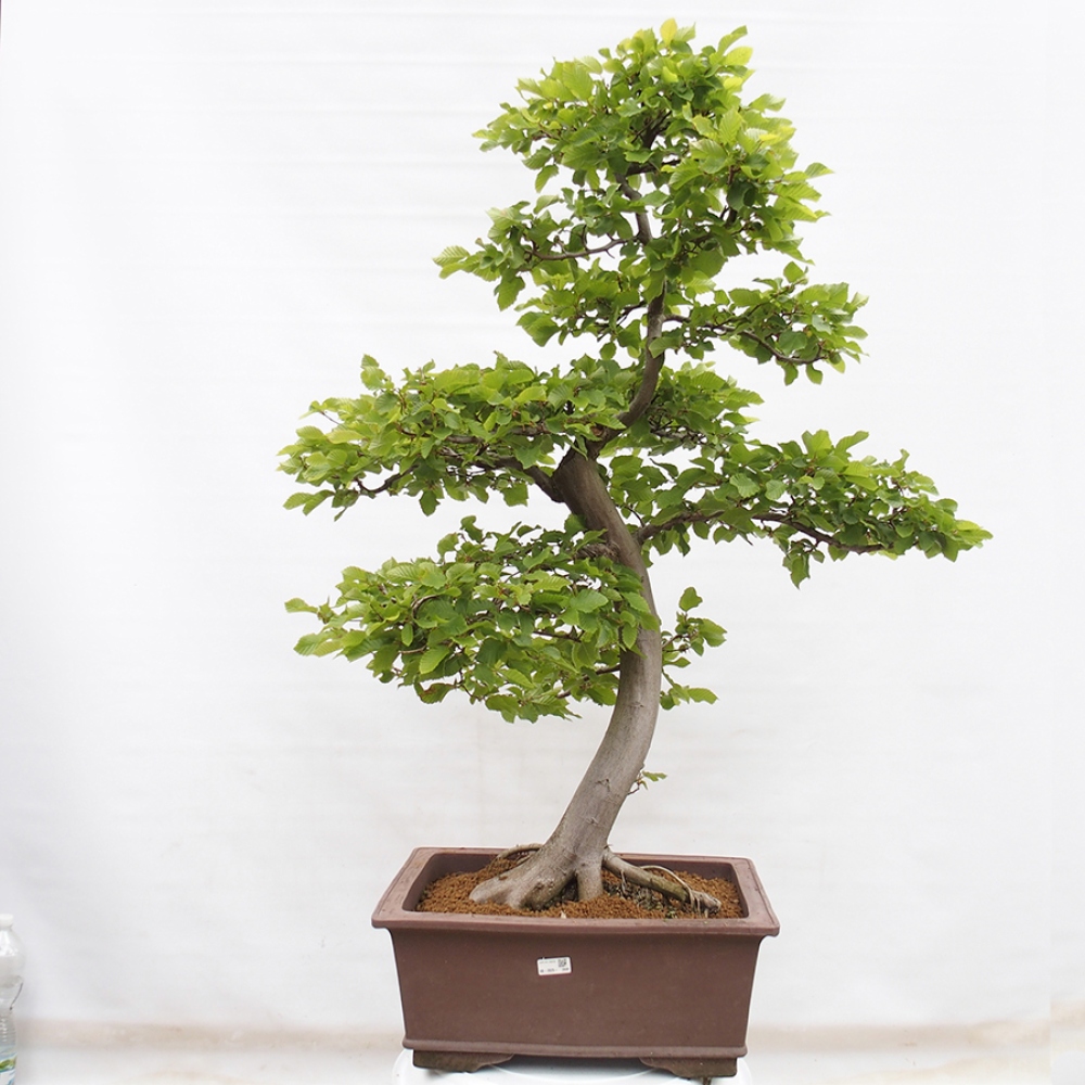 Venkovní bonsai - Habr obecný - Carpinus betulus