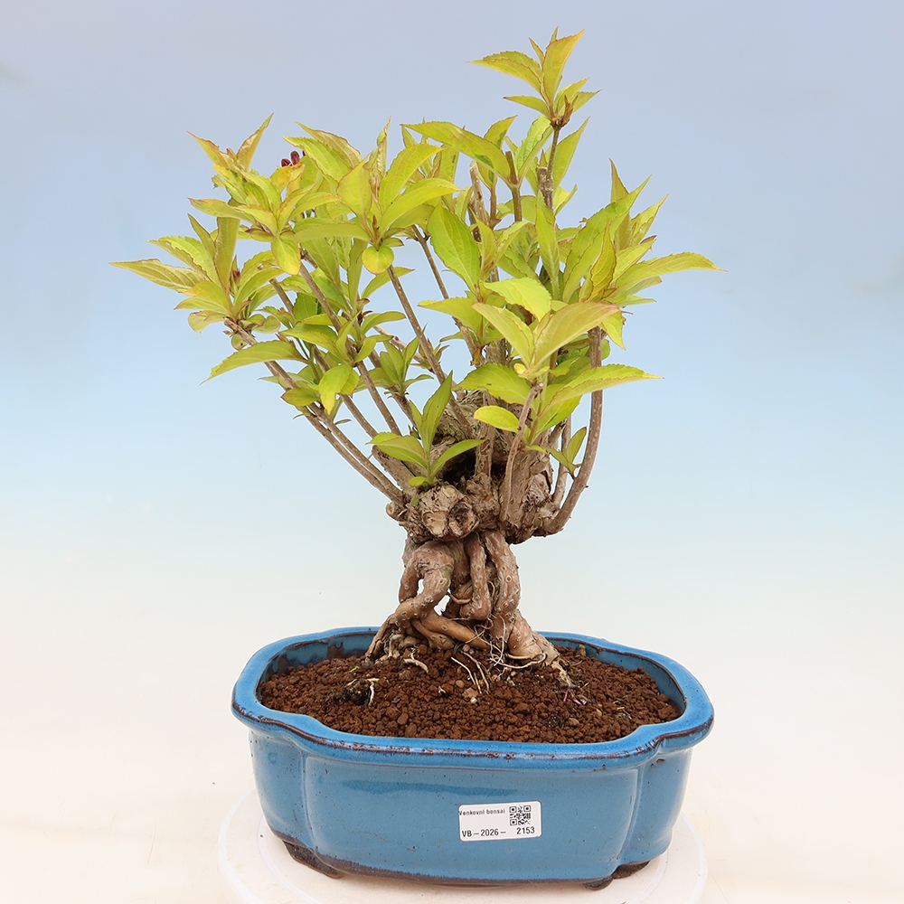 Venkovní bonsai - Weigela subsessilis - Vajgélie korejská