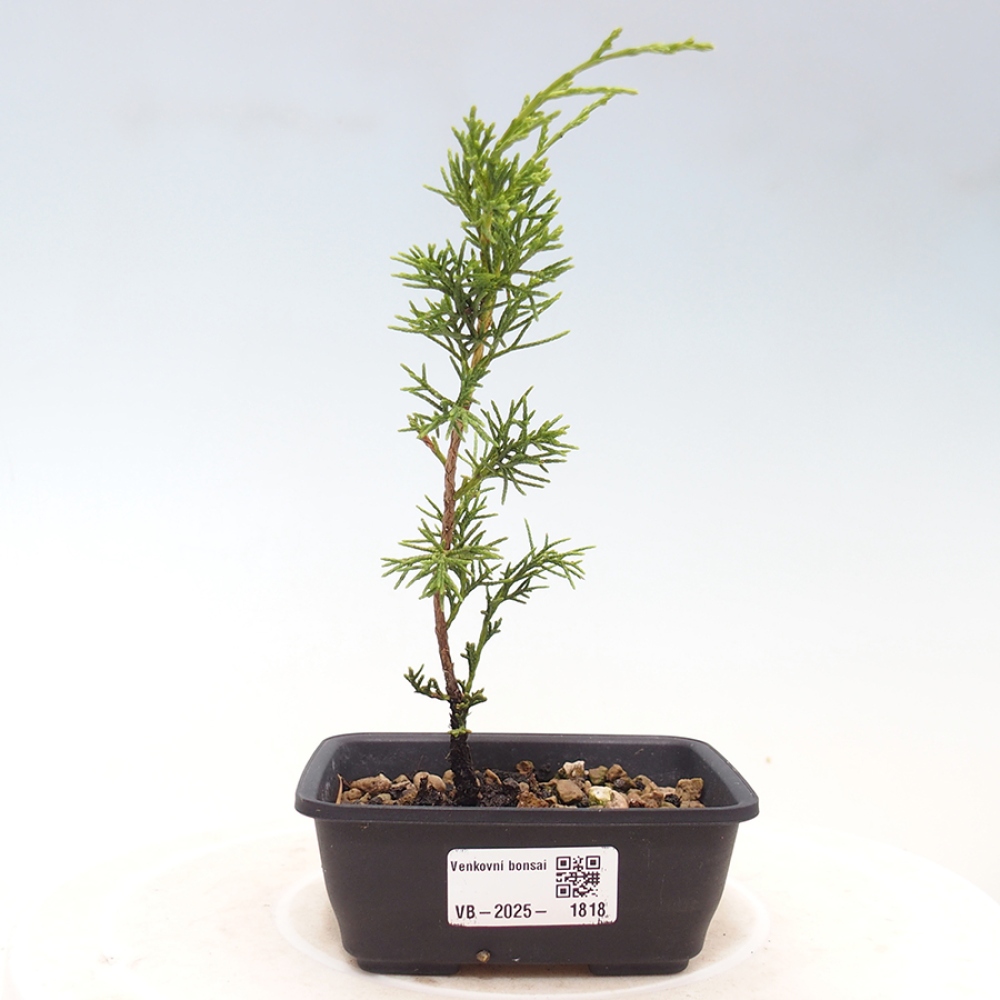 Venkovní bonsai - Juniperus chinensis Itoigawa -Jalovec čínský