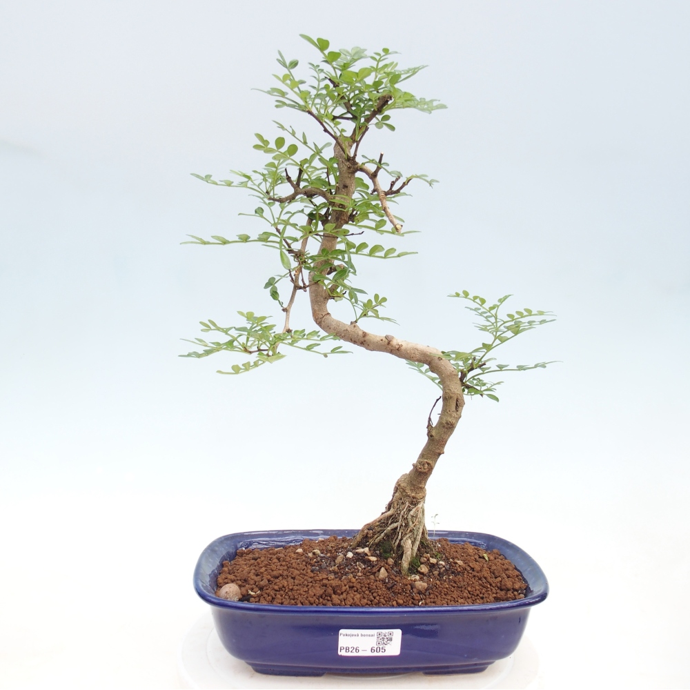 Pokojová bonsai - Zantoxylum piperitum - pepřovník