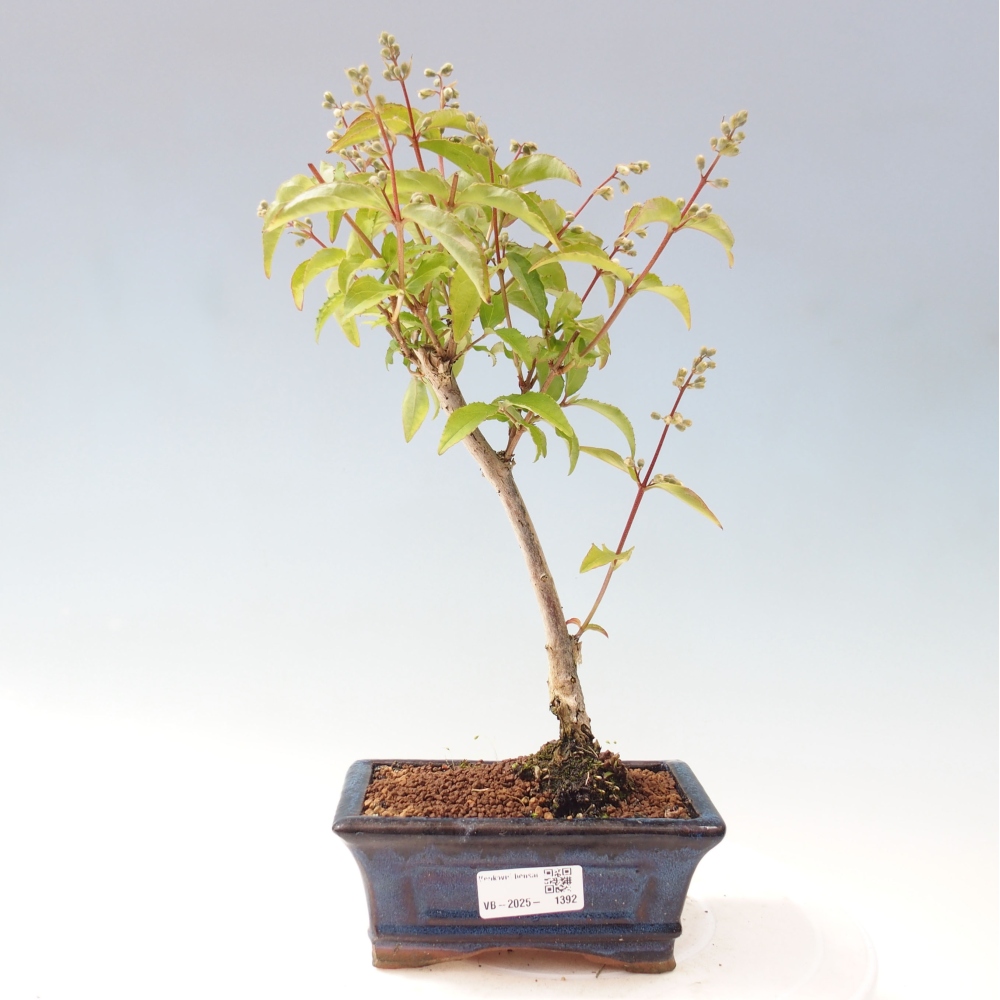 Venkovní bonsai - Deutzia scabra Candidissima - Trojpuk