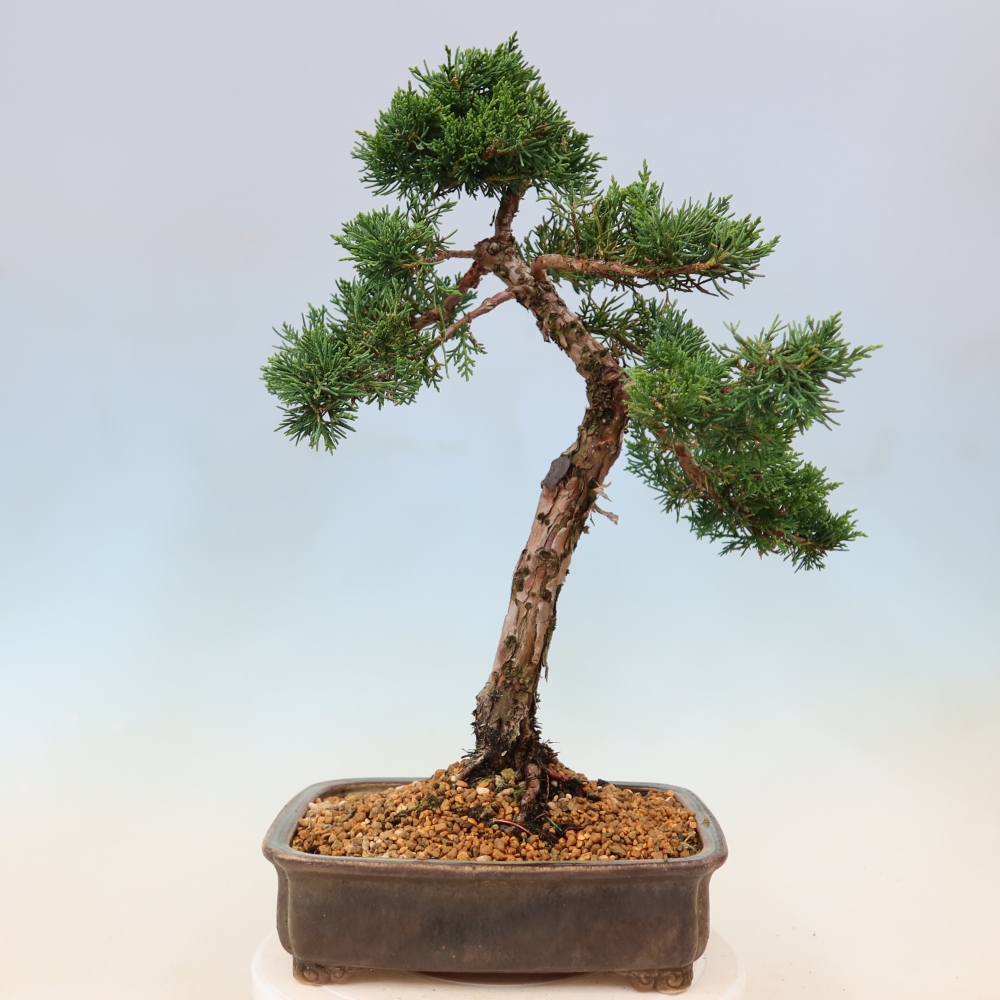 Venkovní bonsai - Juniperus chinensis Kishu -Jalovec čínský