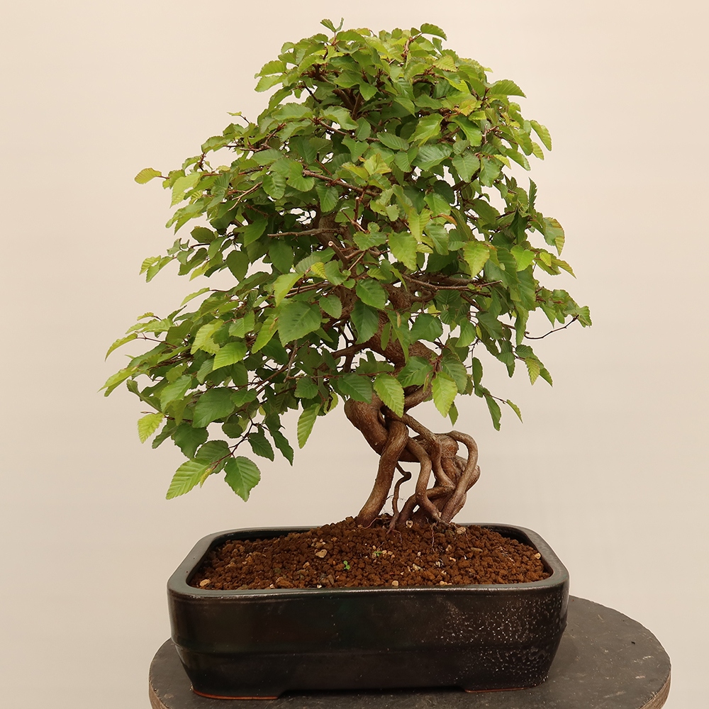 Venkovní bonsai -Carpinus Coreana - Habr korejský