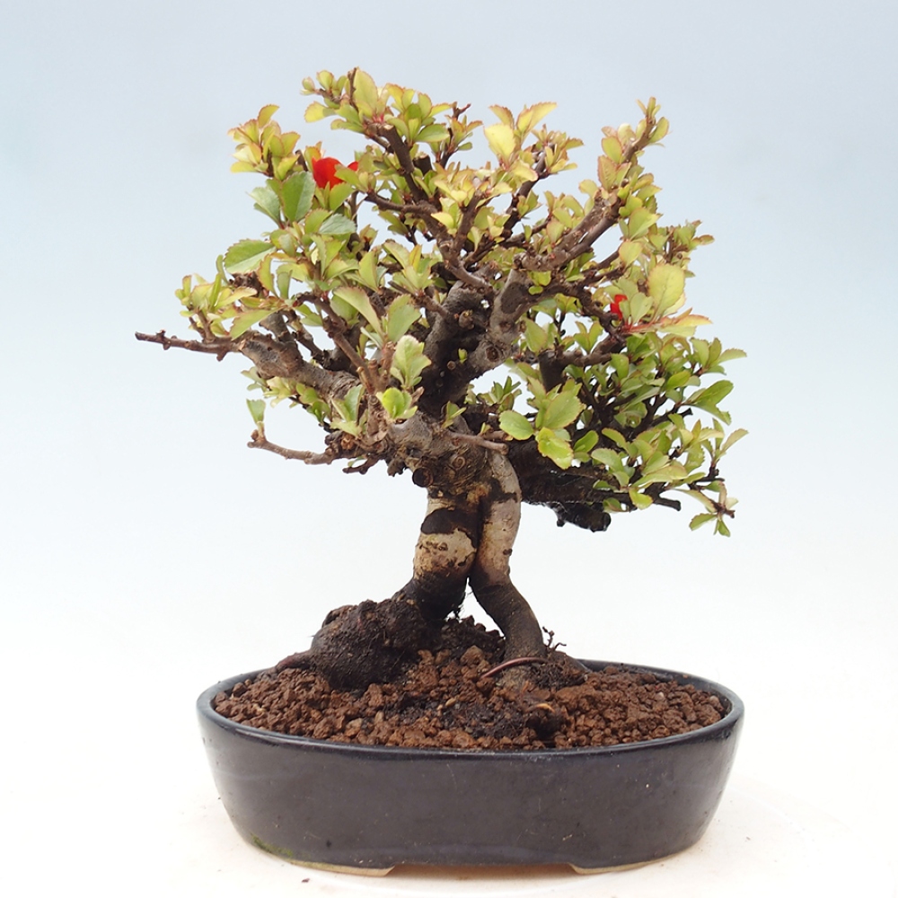 Venkovní  bonsai -  Chaneomeles speciosa - Kdoulovec ozdobný