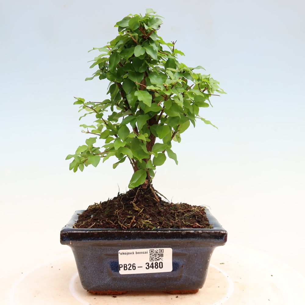 Pokojová bonsai -Ligustrum chinensis - Ptačí zob