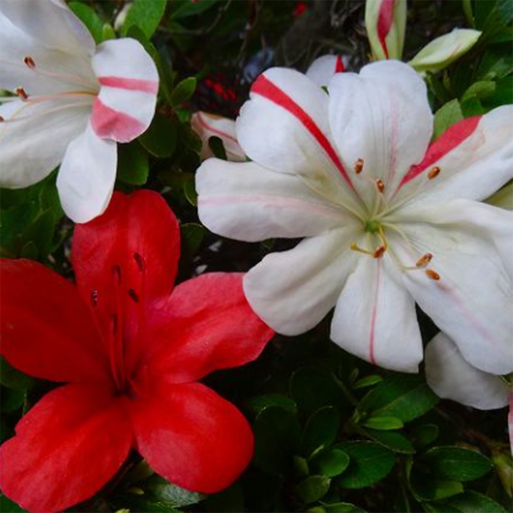 Venkovní bonsai - Japonská azalka - Azalea Nishikie