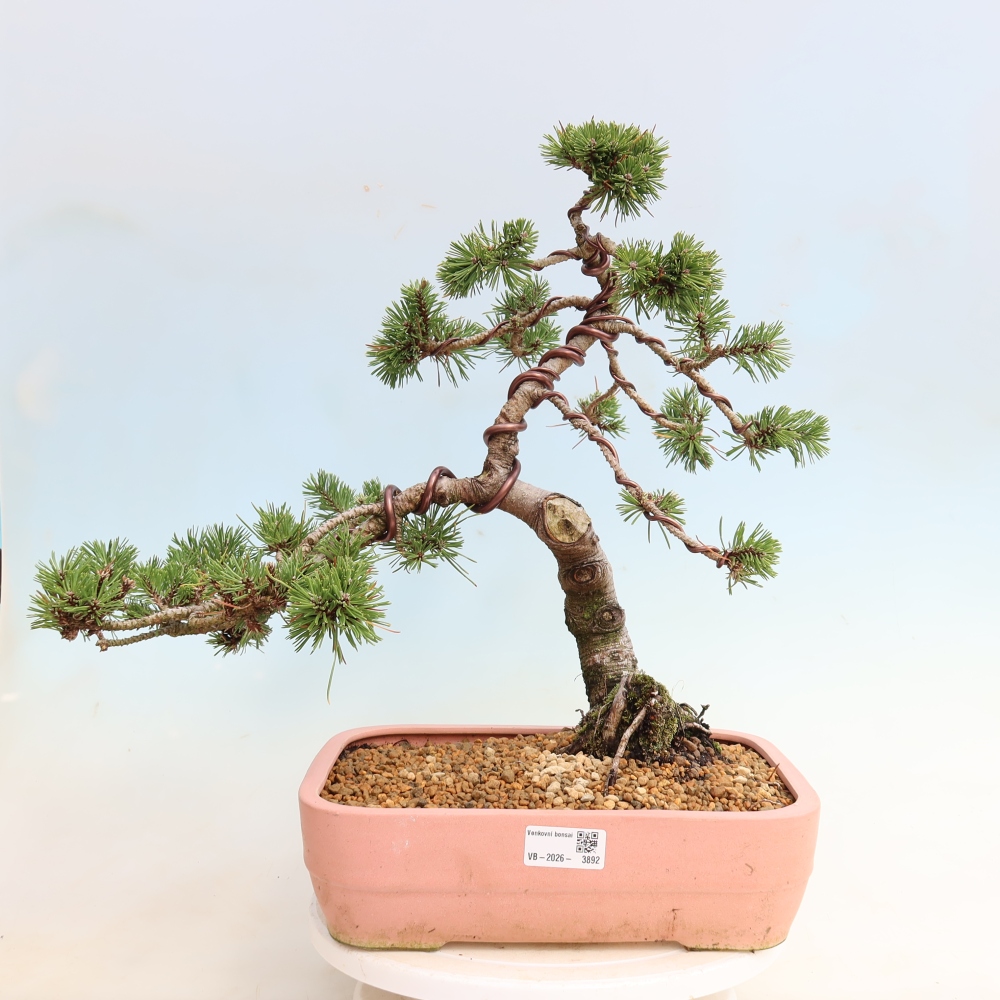 Venkovní bonsai - Pinus mugo Humpy  - Borovice kleč