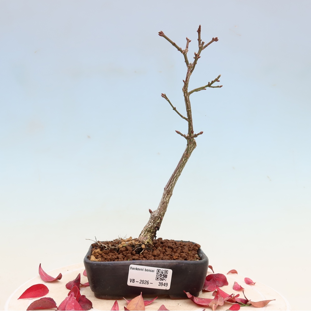 Venkovní bonsai -  Euonymus alatus comactus  - brslen křídlatý