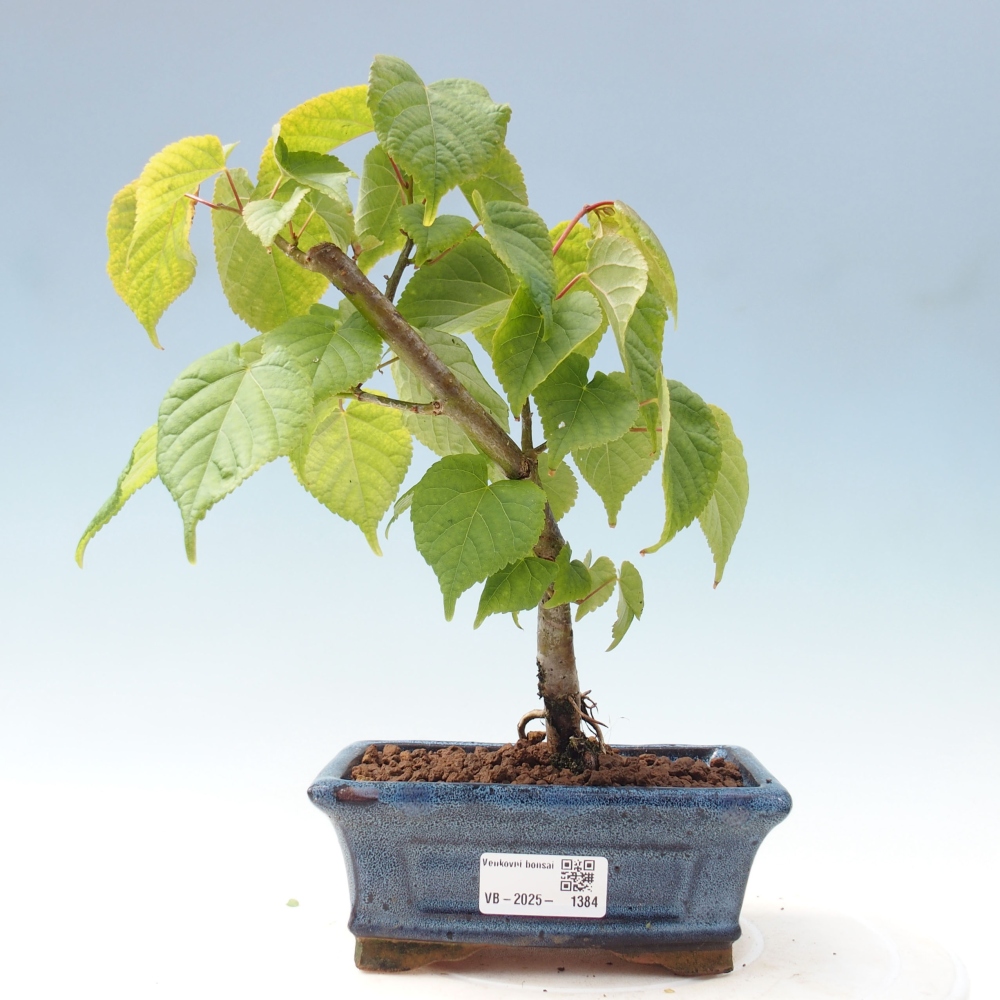 Venkovní bonsai - Lípa srdčitá - Tilia cordata